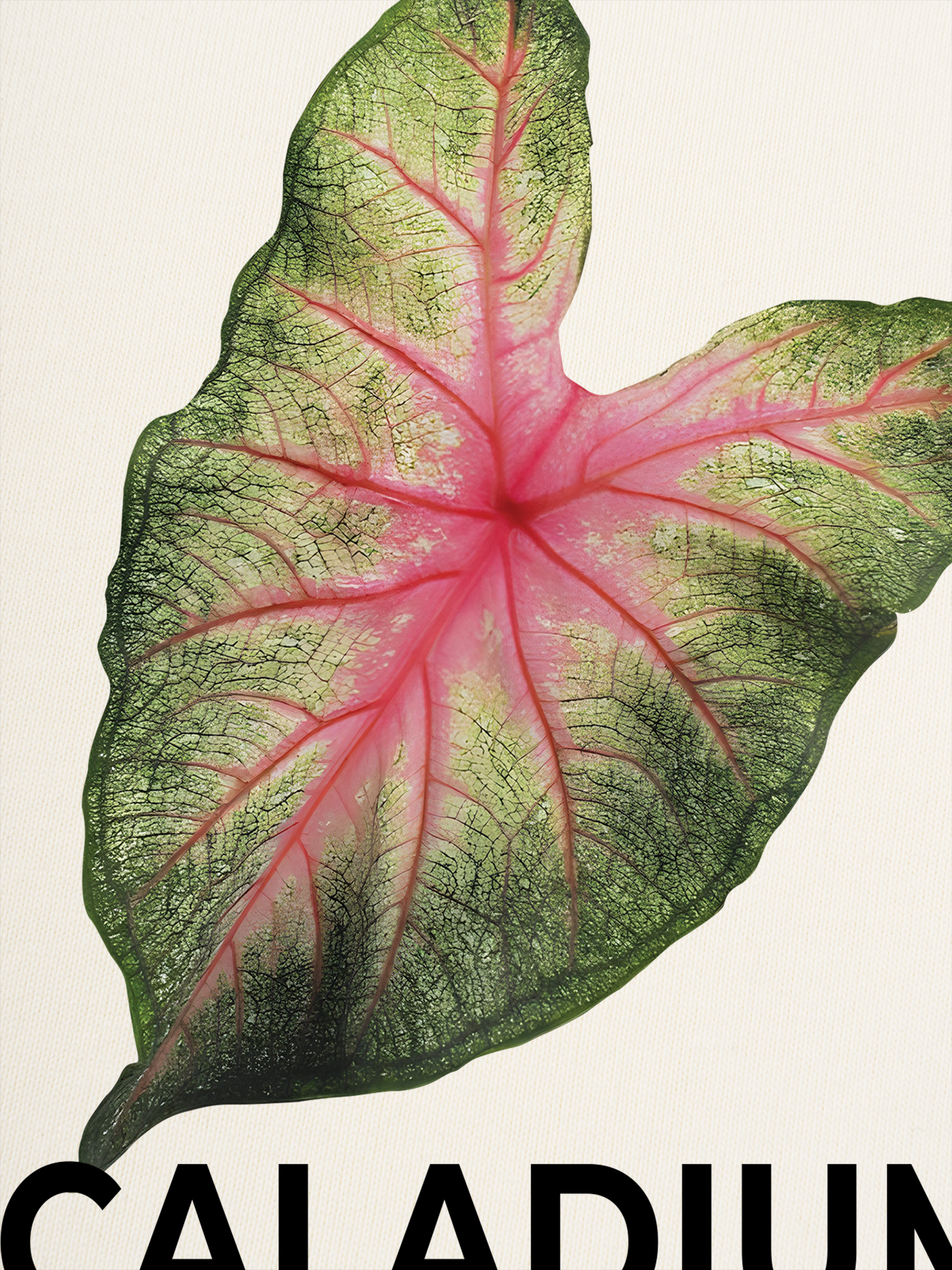 Áo Thun Ringer Relaxed Fit Tropical Leaf