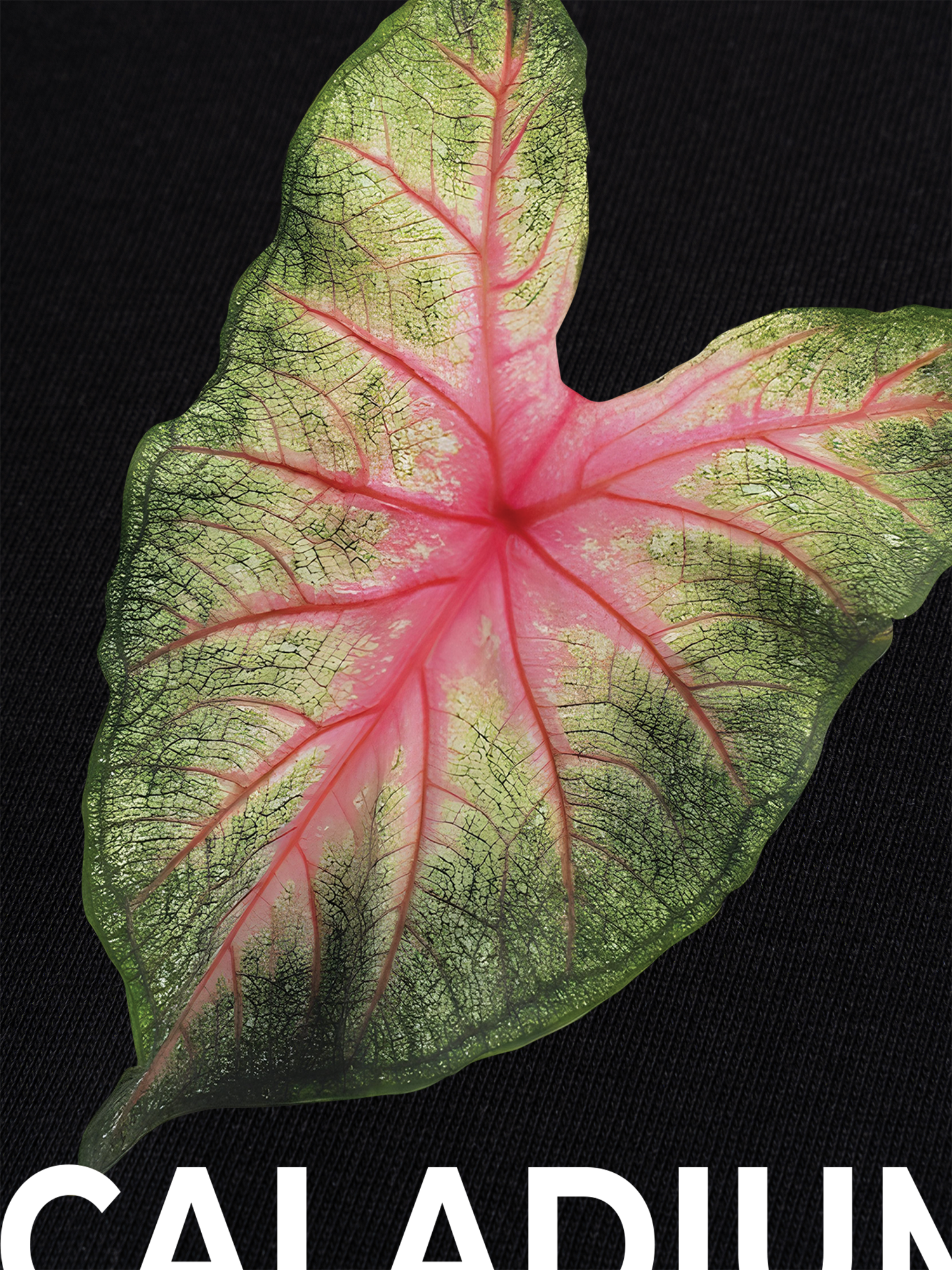 Áo Thun Ringer Relaxed Fit Tropical Leaf