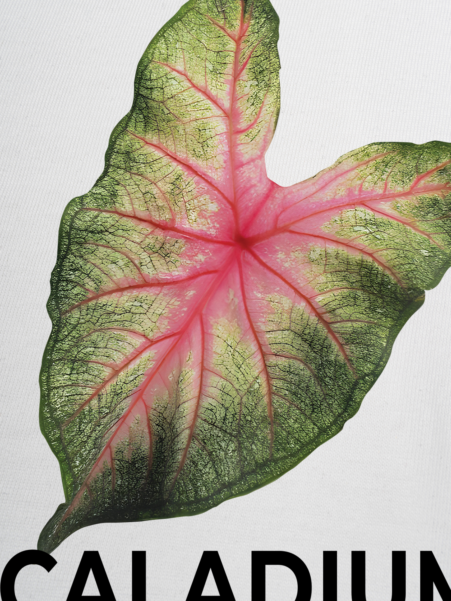 Áo Thun Ringer Relaxed Fit Tropical Leaf